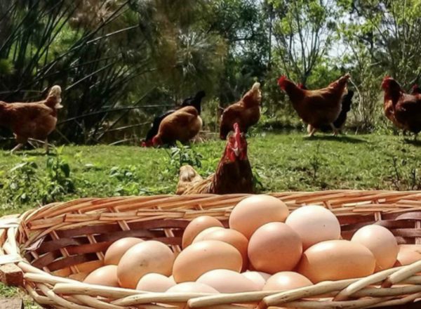 Huevos de Campo