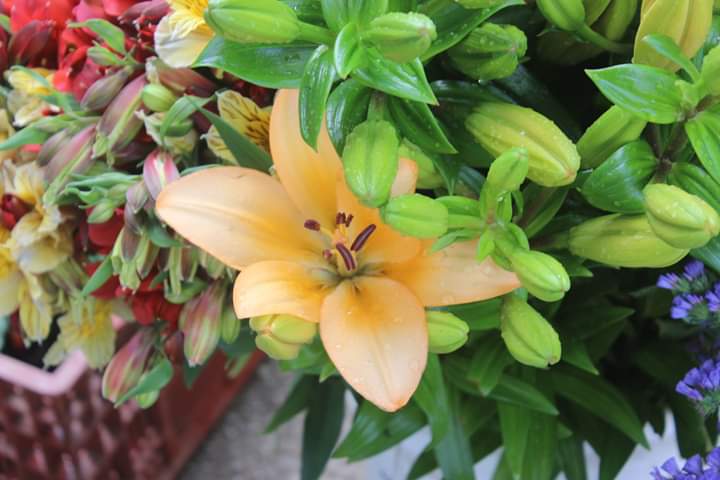 Flores y Plantas