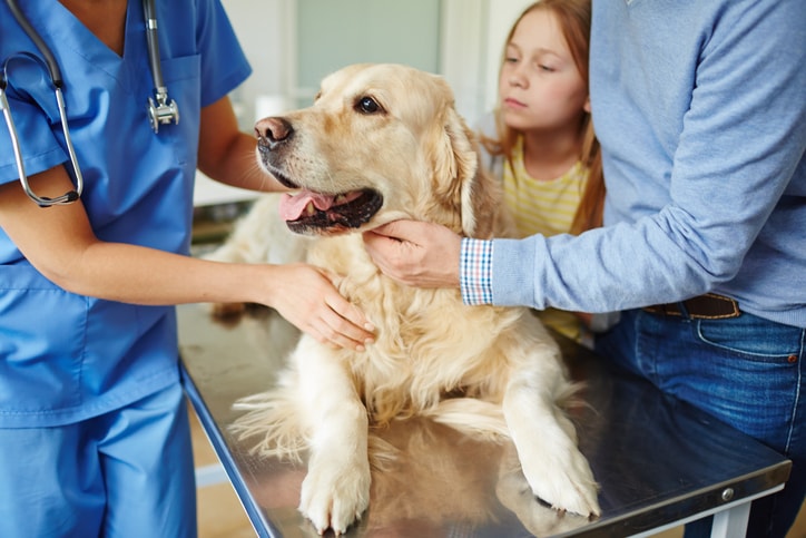 Veterinaria
